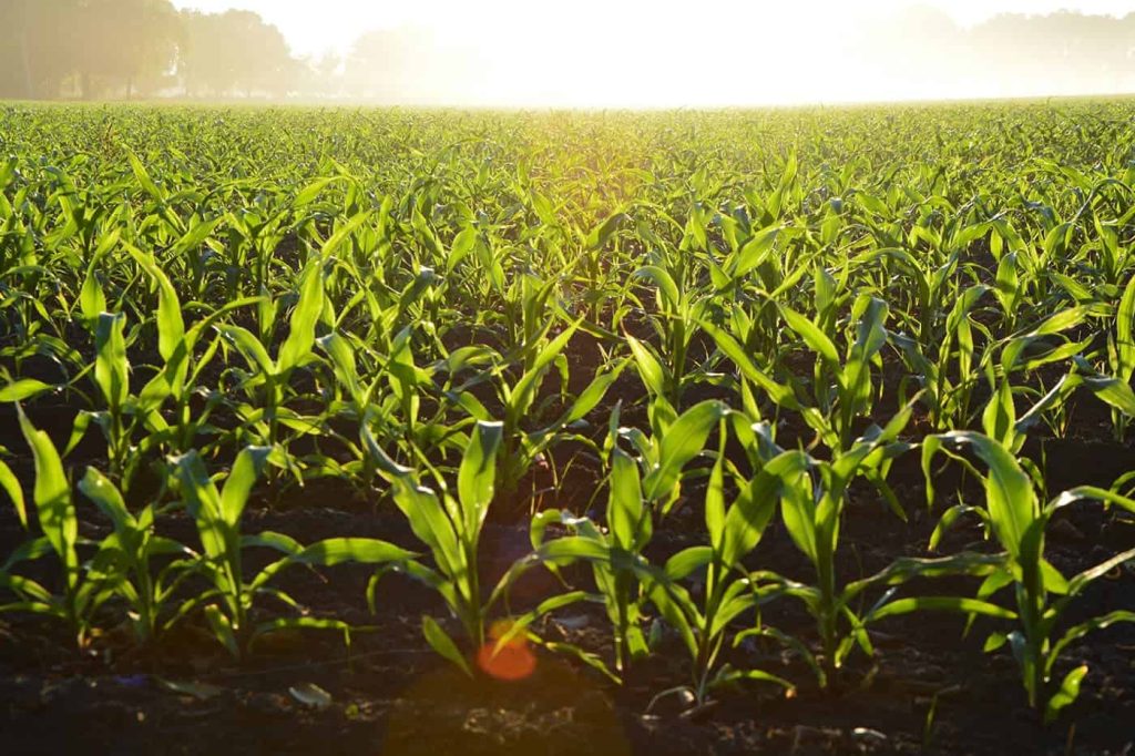 Corn Maze Pexels Alejandro Barron 96715 1024x682